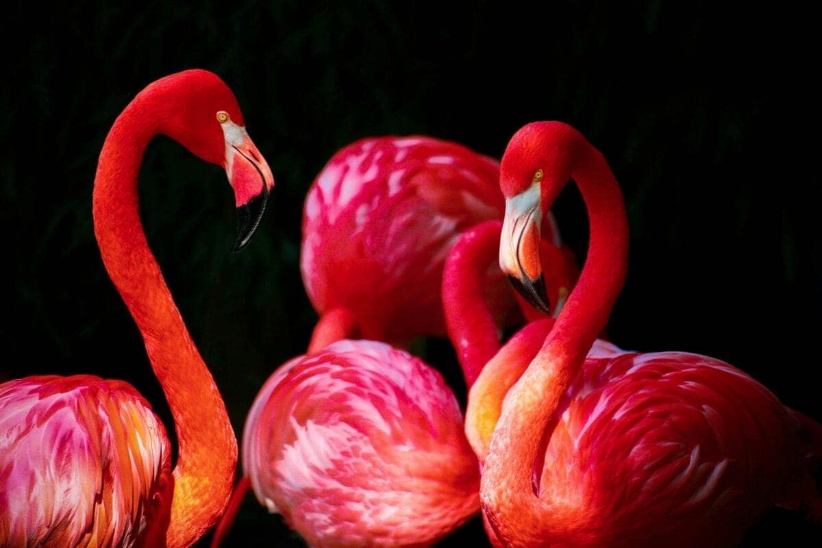 Red flamingos standing together