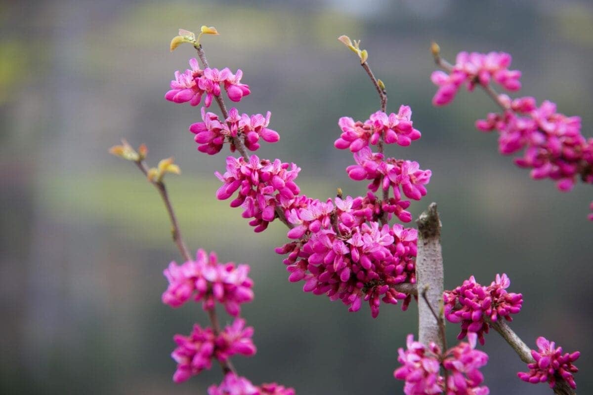 Vibrant pink blossoms on spring branch