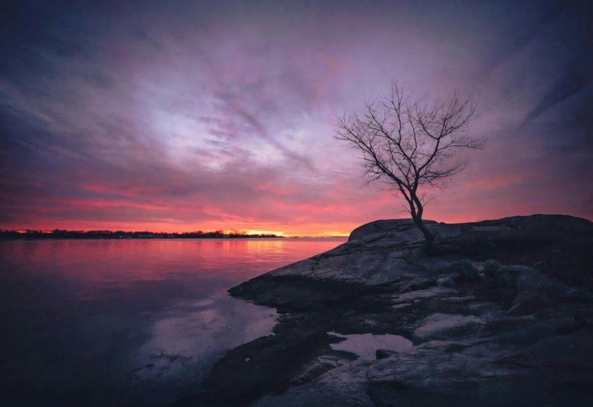 Solitary tree at sunset by the lake