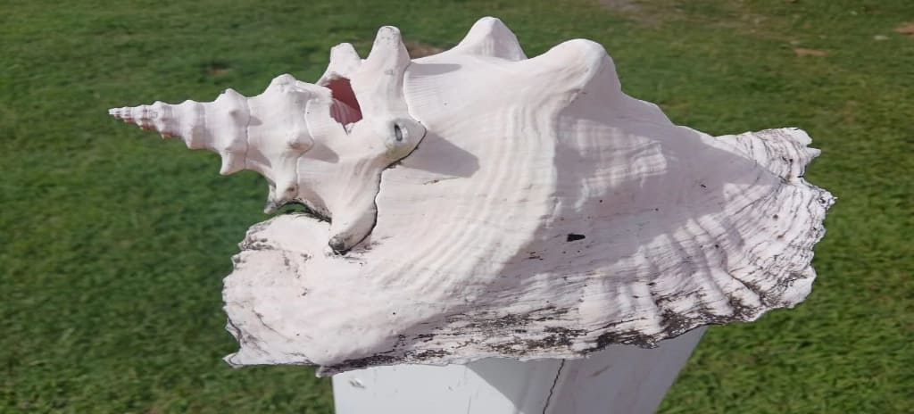 Conch shell