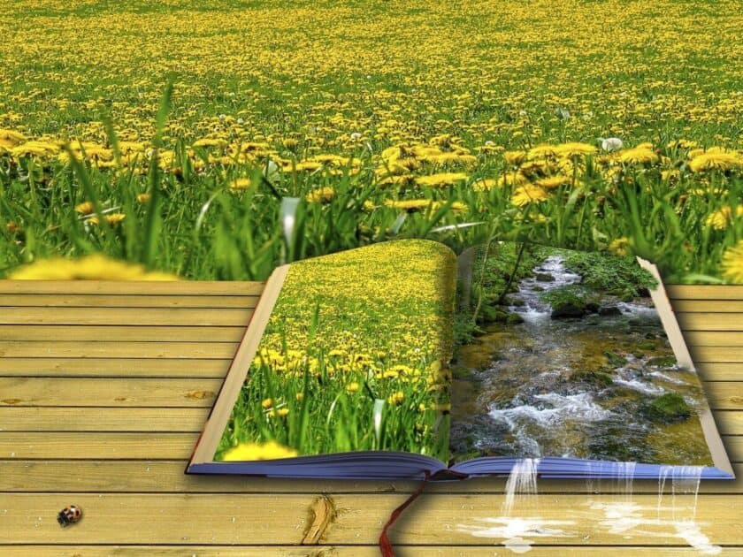 picture book, poetry, nature, flower meadow, dandelion, rever, book, poetry, poetry, poetry, poetry, poetry